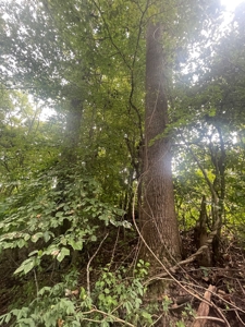 5.6 acre lot for sale near Dale Hollow Lake, Burkesville, Ky - image 31