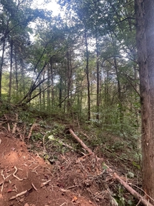 5.6 acre lot for sale near Dale Hollow Lake, Burkesville, Ky - image 30