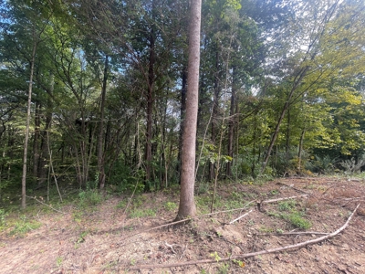 5.6 acre lot for sale near Dale Hollow Lake, Burkesville, Ky - image 2