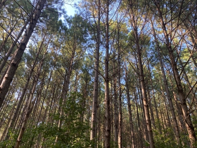 Lakefront Home For Sale In Tn, 2 Ponds, Timber, Hunting - image 8