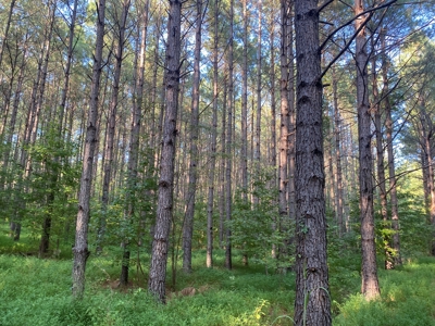 Lakefront Home For Sale In Tn, 2 Ponds, Timber, Hunting - image 36