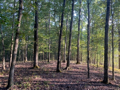 Lakefront Home For Sale In Tn, 2 Ponds, Timber, Hunting - image 6