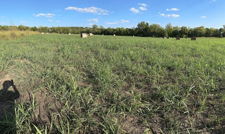 80 +/- Investment Acres For Sale - Ideal Hunting and Income - image 7