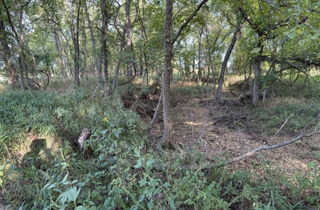 80 +/- Investment Acres For Sale - Ideal Hunting and Income - image 3
