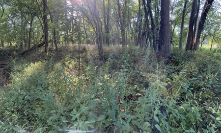 80 +/- Investment Acres For Sale - Ideal Hunting and Income - image 4