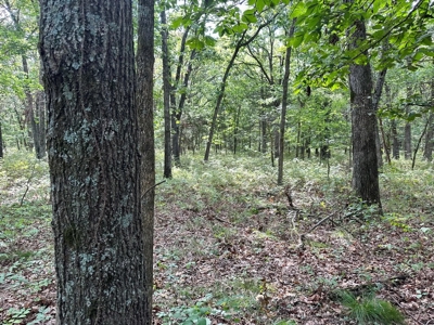 Cedar County - 82 Acres of Recreational Land For Sale - image 13