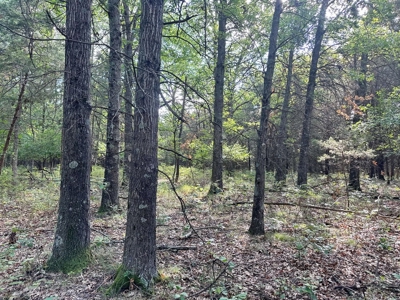 Cedar County - 82 Acres of Recreational Land For Sale - image 9