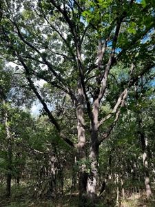 Cedar County - 82 Acres of Recreational Land For Sale - image 12