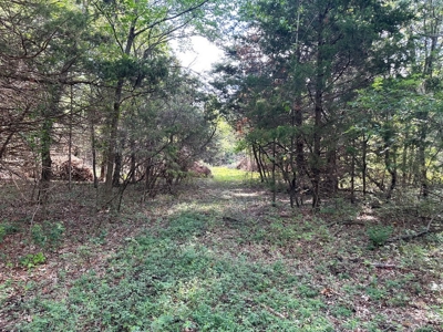 Cedar County - 82 Acres of Recreational Land For Sale - image 4