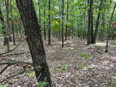 Cedar County - 82 Acres of Recreational Land For Sale - image 17