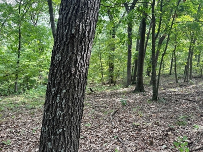 Cedar County - 82 Acres of Recreational Land For Sale - image 20
