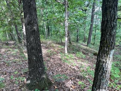 Cedar County - 82 Acres of Recreational Land For Sale - image 19
