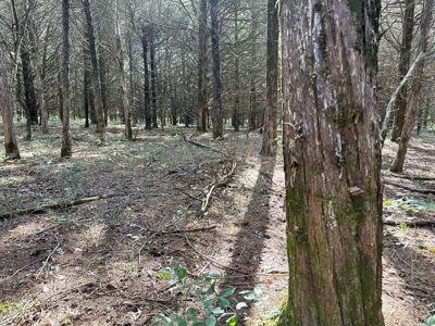 Cedar County - 82 Acres of Recreational Land For Sale - image 8