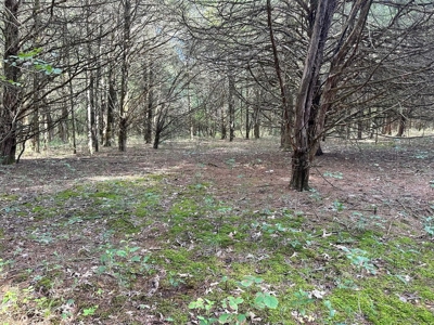 Cedar County - 82 Acres of Recreational Land For Sale - image 7
