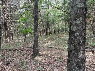 Cedar County - 82 Acres of Recreational Land For Sale - image 11