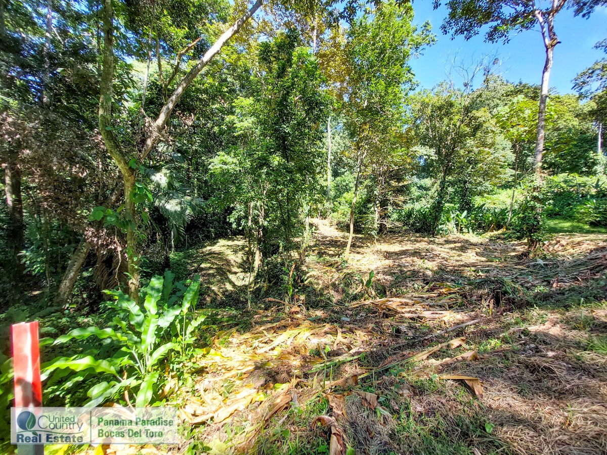 Affordable 1,226 m² Jungle Lot — Plastic Bottle Village, Isla Colón - 5