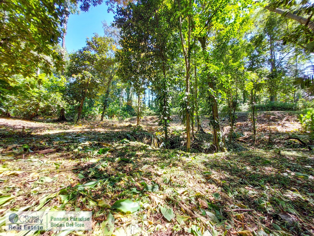 Affordable 1,226 m² Jungle Lot — Plastic Bottle Village, Isla Colón - 8