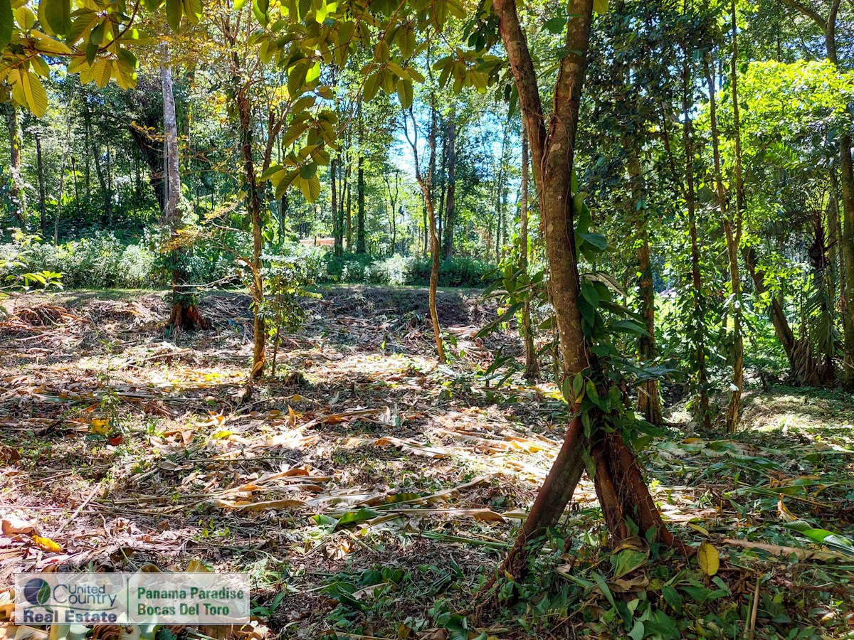 Affordable 1,226 m² Jungle Lot — Plastic Bottle Village, Isla Colón - 7