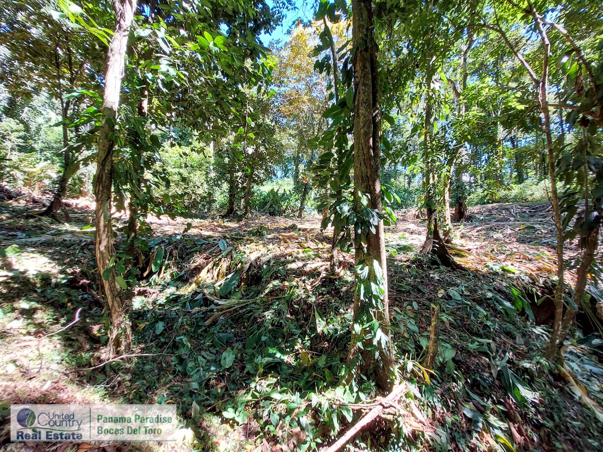 Affordable 1,226 m² Jungle Lot — Plastic Bottle Village, Isla Colón - 4