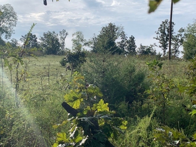 Has All Utilities And Next To Buffalo River - image 6