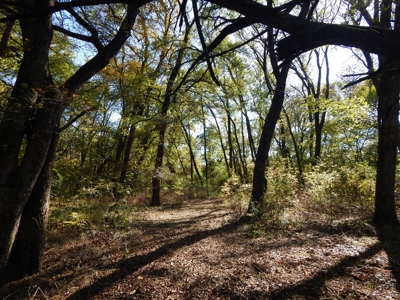 Wooded Acreage For Sale Close to Metroplex - image 16