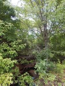 Wooded Acreage For Sale Close to Metroplex - image 22