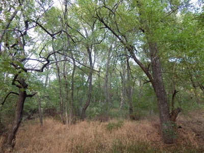Wooded Acreage For Sale Close to Metroplex - image 37