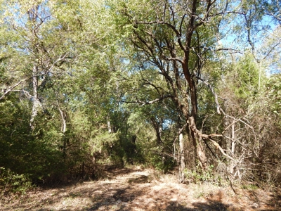 Wooded Acreage For Sale Close to Metroplex - image 12