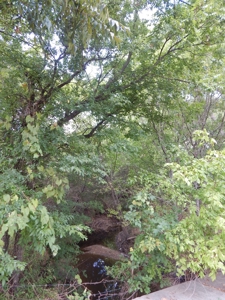 Wooded Acreage For Sale Close to Metroplex - image 21