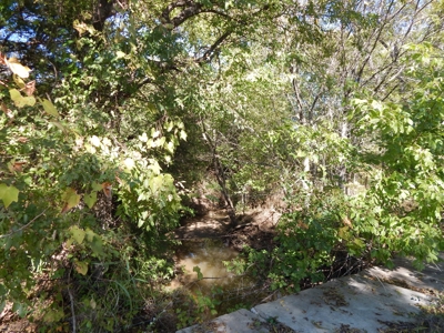 Wooded Acreage For Sale Close to Metroplex - image 5
