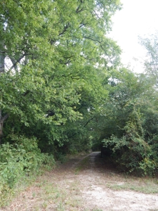 Wooded Acreage For Sale Close to Metroplex - image 30