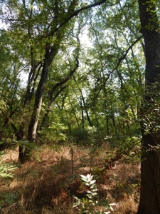 Wooded Acreage For Sale Close to Metroplex - image 38