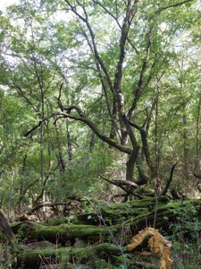 Wooded Acreage For Sale Close to Metroplex - image 28