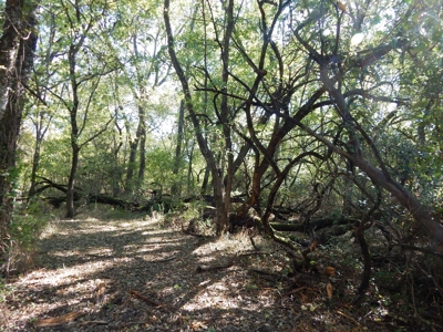 Wooded Acreage For Sale Close to Metroplex - image 8
