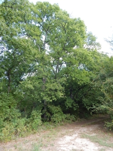 Wooded Acreage For Sale Close to Metroplex - image 34