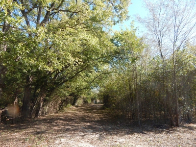 Wooded Acreage For Sale Close to Metroplex - image 4