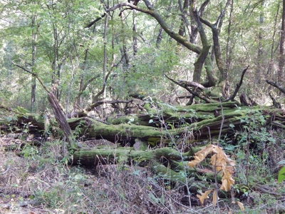 Wooded Acreage For Sale Close to Metroplex - image 29
