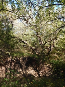 Wooded Acreage For Sale Close to Metroplex - image 11