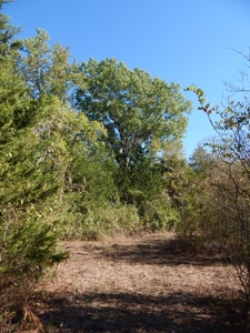Wooded Acreage For Sale Close to Metroplex - image 10