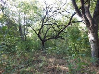 Wooded Acreage For Sale Close to Metroplex - image 18