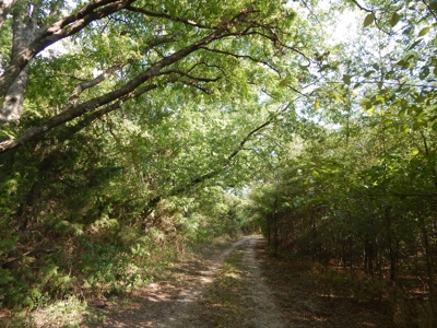 Wooded Acreage For Sale Close to Metroplex - image 27