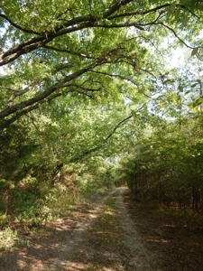 Wooded Acreage For Sale Close to Metroplex - image 25