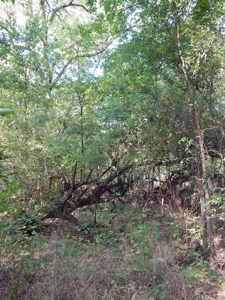 Wooded Acreage For Sale Close to Metroplex - image 36