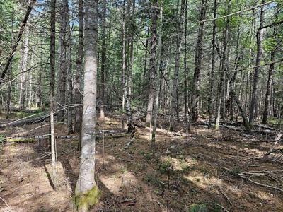 Large Wooded Lot with Camp - image 11