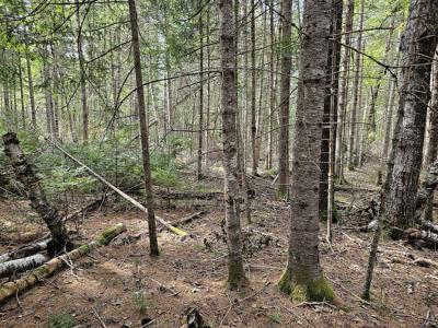 Large Wooded Lot with Camp - image 9