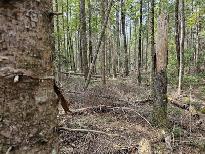 Large Wooded Lot with Camp - image 17