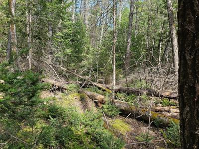 Large Wooded Lot with Camp - image 15