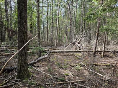 Large Wooded Lot with Camp - image 13