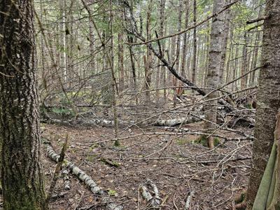 Large Wooded Lot with Camp - image 18