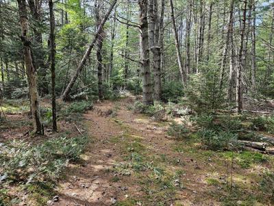 Large Wooded Lot with Camp - image 22